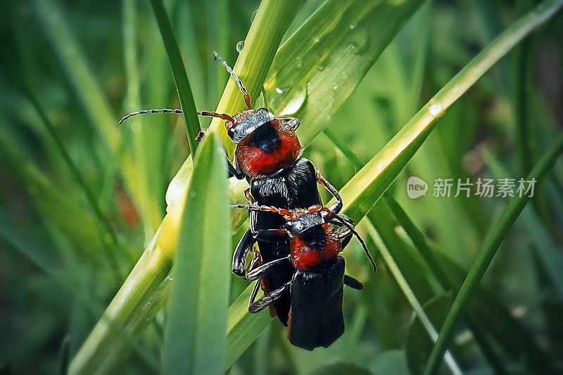 红Cantharis rustica士兵甲虫交配昆虫